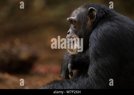 Western chimpazee (Pan troglodytes verus) female 'Jire' aged 52 years sitting portrait, Bossou Forest, Mont Nimba, Guinea. January 2011. Stock Photo