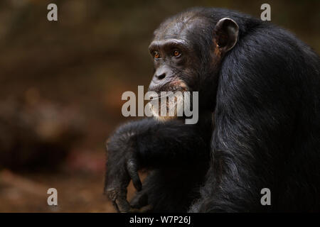 Western chimpazee (Pan troglodytes verus) female 'Jire' aged 52 years sitting portrait, Bossou Forest, Mont Nimba, Guinea. January 2011. Stock Photo