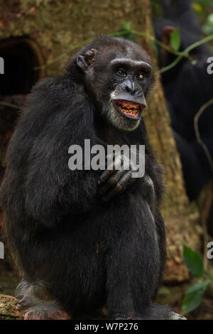 Western chimpazee (Pan troglodytes verus) female 'Pama' aged 43 years sitting portrait, Bossou Forest, Mont Nimba, Guinea. December 2010. Stock Photo