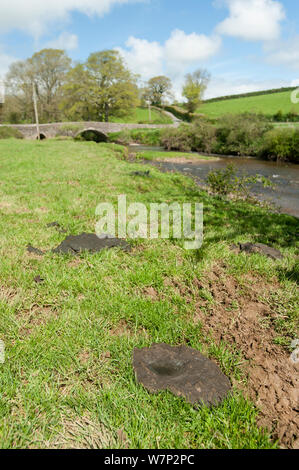 Poorly maintained river banks, eroded by cattle, muddy and the polluting water, with cow pats on the river bank, River Ottery, North Petherwin, Launceston, Cornwall, UK. April 2012. Stock Photo