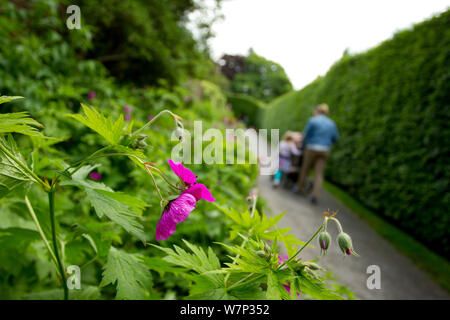 Family walking along path, with Hedgerow cranesbill(Geranium pyrenaicum) in foreground, Bramhall Park, Cheshire, England, UK, June. Stock Photo