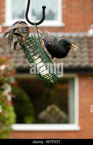 Two Common starlings (Sturnus vulgaris) on bird feeder with man in background watching through house window with binoculars Poynton, Cheshire, England, UK, May. Property released. Stock Photo