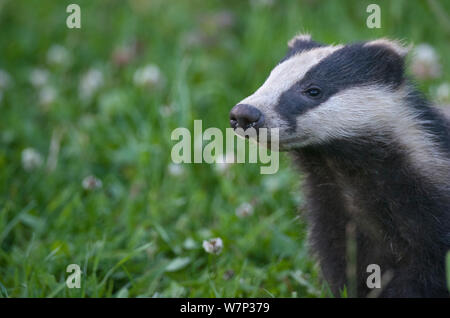 Badger (Meles meles) cub sniffing the air, Dorset, England, UK, July. Stock Photo