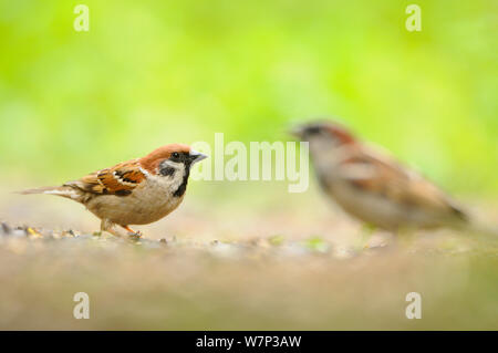 Tree sparrow (Passer montanus) with House sparrow (Passer domesticus) in the background, Perthshire, Scotland, UK, July. Stock Photo
