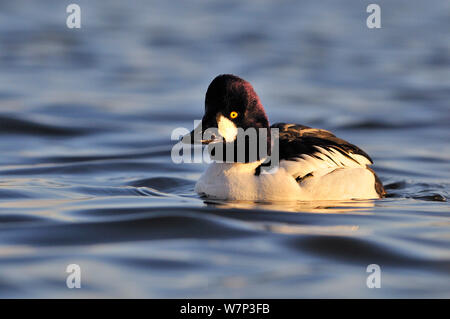 Male Goldeneye (Bucephala clangula), Hogganfield Loch, Glasgow, Scotland, UK, February. Stock Photo