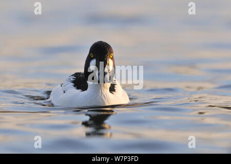 Male Goldeneye (Bucephala clangula), Hogganfield Loch, Glasgow, Scotland, UK, February. Stock Photo