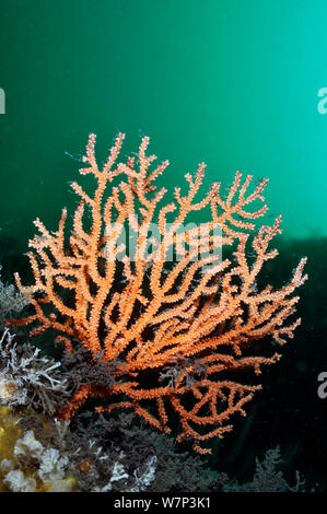 Pink sea fan / Warty coral (Eunicella verrucosa), Lundy Island Marine Conservation Zone, Devon, England, UK, May. Stock Photo