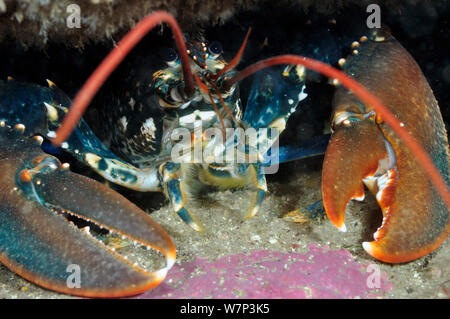 Common Lobster (Homarus gammarus), in a rock crevice, Lundy Island Marine Conservation Zone, Devon, England, UK, May. Stock Photo