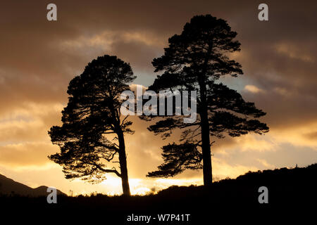 Two Scots pine trees (Pinus sylvestris) silhouetted at sunset, Glen Affric, Scotland, UK, October 2012. Stock Photo