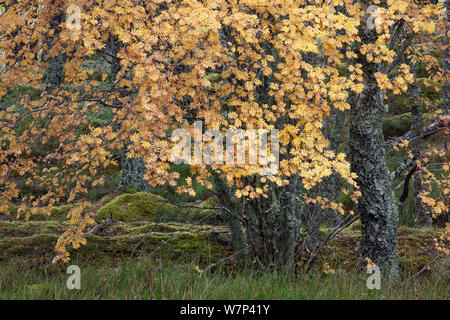 Rowan tree (Sorbus aucuparia) in autumn, Glenfeshie, Cairngorms National Park, Scotland, UK, October. Stock Photo