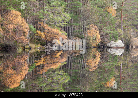 Trees including Silver birch (Betula pendula) and Scots pine (Pinus sylvestris) reflecting in Loch Garten, Loch Garten RSPB reserve, Cairngorms National Park, Scotland, October 2012. Stock Photo