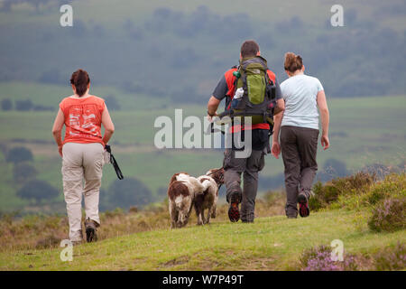 Group of people walking with two Springer spaniels (Canis familiaris) along Stiperstones Ridge, Stiperstones National Nature Reserve, Shropshire, England, UK, June 2012. Editorial use only. Stock Photo
