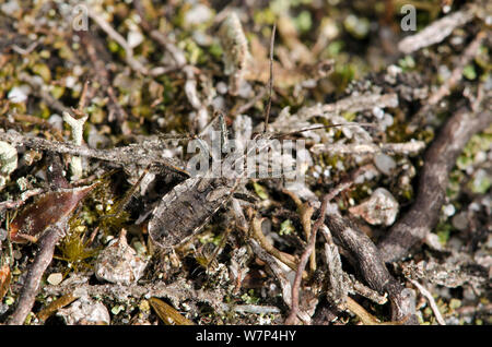 Heath assassin bug (Coranus subapterus) well camouflaged on ground, a specialist heathland species, West Sussex, UK, September Stock Photo