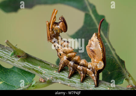 Lobster moth (Stauropus fagi) fourth instar larvae in typical defensive posture, UK, August, captive Stock Photo