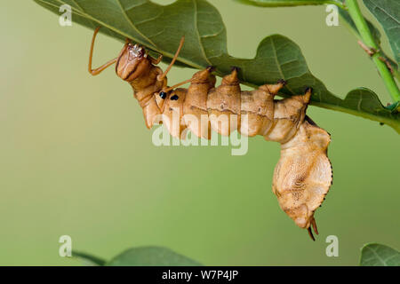 Lobster moth (Stauropus fagi) fifth instar larvae feeding on Oak leaf, UK, August, captive Stock Photo