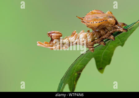 Lobster moth (Stauropus fagi) fourth instar larva in typical defensive posture, UK, August, captive Stock Photo