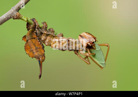 Lobster moth (Stauropus fagi) fourth instar larva feeding on Oak leaf, UK, August, captive Stock Photo