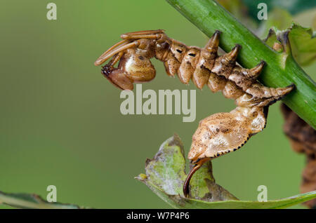 Lobster moth (Stauropus fagi) fourth instar larva in typical defensive posture, UK, August, captive Stock Photo