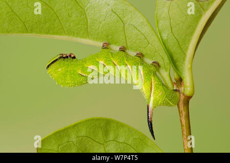 Privet hawkmoth (Sphinx ligustri) third instar larva in defensive posture on Privet, UK, July, captive Stock Photo