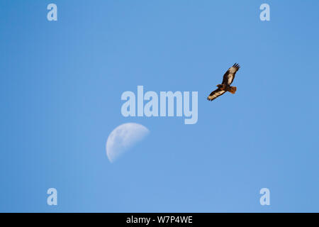 Verreaux's eagle (Aquila verreauxii) in flight against the moon, Karoo, South Africa, February Stock Photo