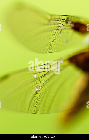 Broad bodied chaser dragonfly (Libellula depressa), close up of wing detail, Cornwall, UK Stock Photo