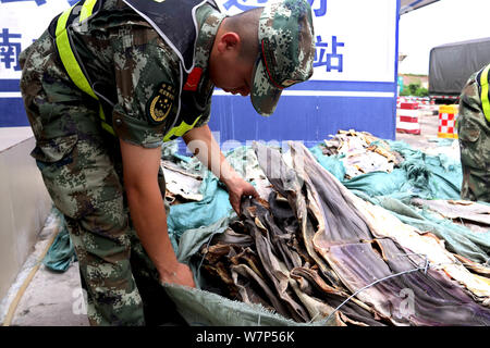 A coast guard checks one ton of smuggled crocodile skins in Fangchenggang city, south China's Guangxi Zhuang Autonomous Region, China, 28 June 2017. Stock Photo