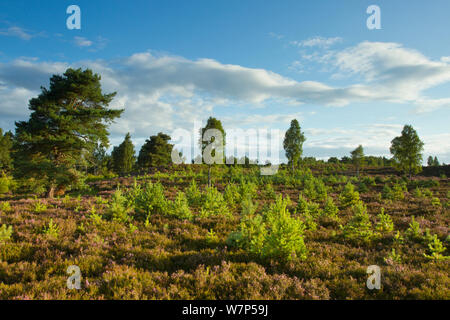 Young scots pines (Pinus sylvestris) regeneration on moorland. Cairngorms National Park. Scotland, UK, August. Stock Photo