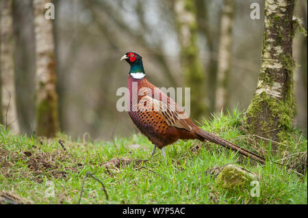 Pheasant (Phasianus colchicus) adult male in woodland. Scotland, UK, March. Stock Photo