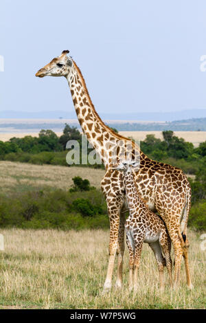 Masai Giraffe (Giraffa cameleopardalis tippelskirchi), mother and young. Masai-Mara game reserve, Kenya. Stock Photo