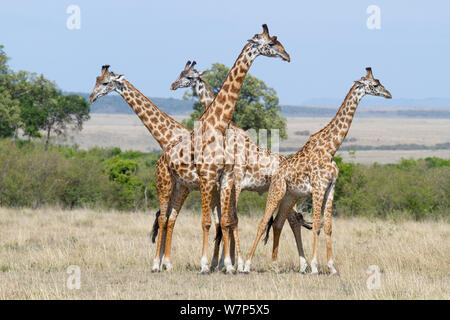 Masai Giraffe (Giraffa cameleopardalis tippelskirchi) males socialising. Masai-Mara game reserve, Kenya. Stock Photo