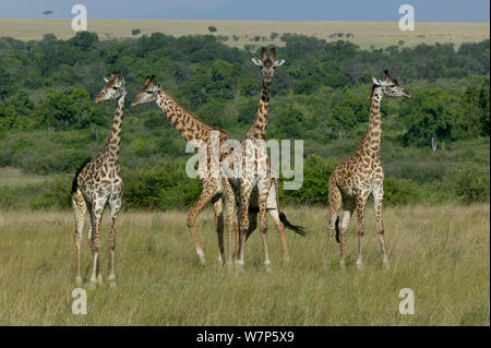 Masai Giraffe (Giraffa camelopardalis tippelskirchi) group. Masai-Mara game reserve, Kenya. Stock Photo
