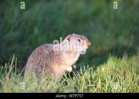 Uinta ground squirrel (Spermophilus armatus). Springcreek Ranch, Jackson, Wyoming, USA. Stock Photo
