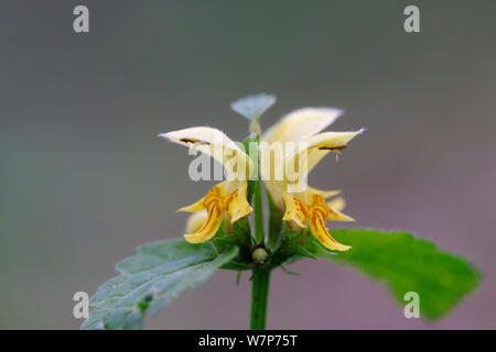 Yellow Archangel (Lamium galeobdolon) flower close-up, Stoke Woods, Devon, May. Stock Photo