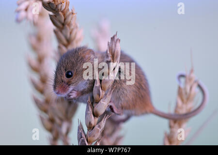 Harvest Mouse (Micromys minutus) on cereal seed head. UK, October. Stock Photo