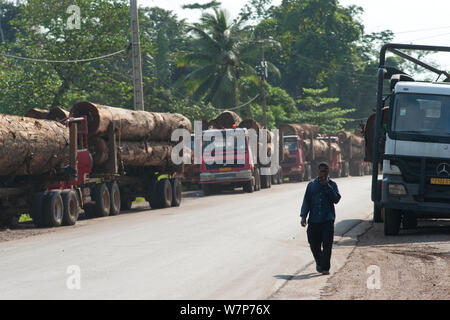 Large-scale hardwood timber extraction with trucks carrying hardwood timber stop on the route from near the Lope National Park to Libreville, Gabon. 2009 Stock Photo