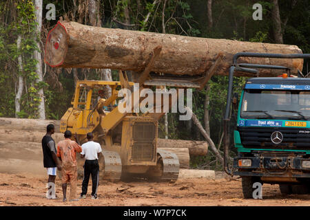 Bulldozer used for large-scale hardwood timber extraction with hardwood logs being readied for loading onto railway trucks that will collect timber from lumber yard located inside the Lope National Park. Onward shipment via sea takes place from Libreville, Gabon. 2009 Stock Photo