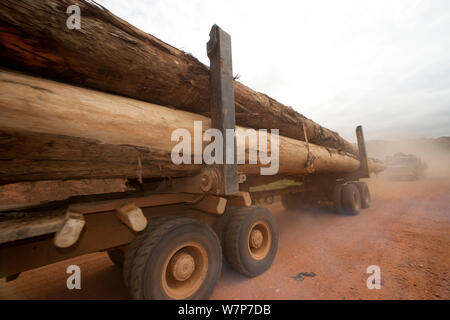 Trucks used for large-scale hardwood timber extraction with hardwood logs being taken from lumber yard located inside the Lope National Park. Onward shipment via sea takes place from Libreville, Gabon. 2009 Stock Photo