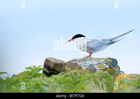 Arctic tern (Sterna paradisaea), Inner Farne islands, Northumberland, June Stock Photo
