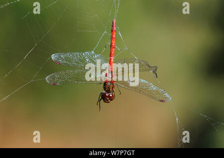 Male Common Darter (Sympetrum striolatum) caught in garden spider web. Studland heath, Dorset, UK, September. Stock Photo