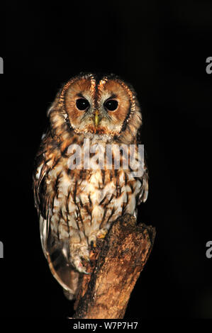 Adult Tawny Owl (Strix aluco) perching on dead branch at night. Dorset, UK, August. Stock Photo