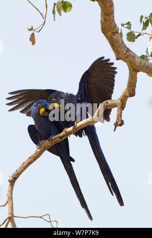 Hyacinth macaws (Anodorhynchus hyacinthinus) pair courting on a tree branch just before mating, Pantanal, Brazil, August Stock Photo