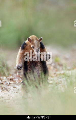 Southern Tamandua (Tamandua tetradactyla) in defensive posture