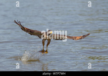 Roadside Hawk (Buteo magnirostris) catching a fish from river, Pantanal, Mato Grosso, Brazil, August Stock Photo