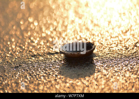 Seashell on a sandy beach with golden bokeh Stock Photo