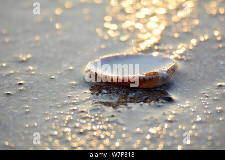 seashell on a sandy beach with golden bokeh Stock Photo