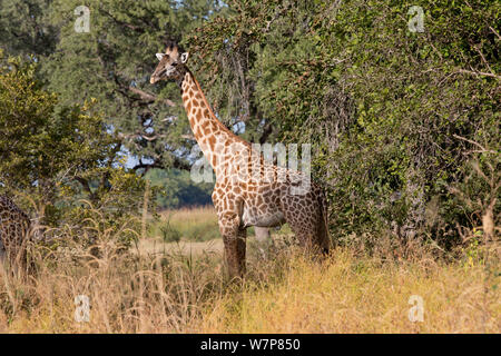 Thornicroft's giraffe (Giraffa camelopardalis thornicrofti) South Luangwa Valley, Zambia. Stock Photo