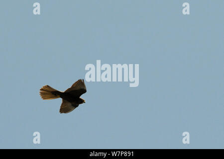 Eleonora's falcon (Falco eleonorae) dark morph flying overhead Samos, Greece, August. Stock Photo