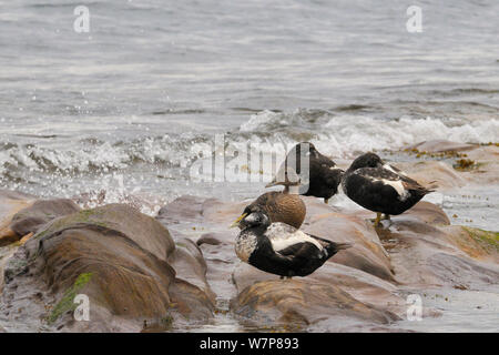 Eiders (Somateria mollissima) three males in eclipse plumage and a female roosting on sandstone shore at high tide, Fife, UK, July. Stock Photo