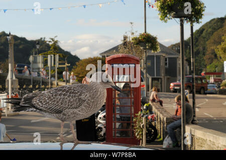 Herring gull (Larus argentatus) juvenile standing on car roof in a car park waiting to scavenge food dropped by tourists, Looe, Cornwall, UK, August. Stock Photo
