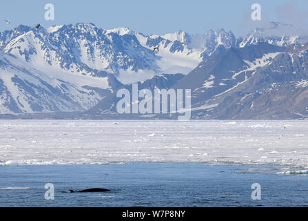 Minke whale (Balaenoptera acutorostrata) surfacing near coastal ice, Svalbard, Norway, July Stock Photo